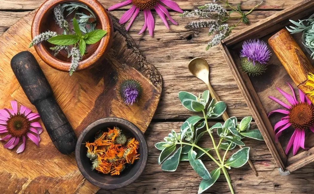 4 najpopularniejszych ziół i ich zastosowanie w c zassie menopauzy