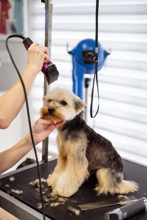 Groomer Wyszków: Zadbaj o Wyjątkowego Członka Rodziny z Profesjonalnym Groomingiem