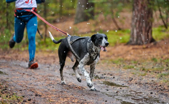 Obraz do artykułu: Sześć łap na starcie - Raw Paleo Warsaw Dog Run wraca jesienią