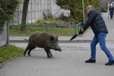 Dzik zaatakował mężczyznę w Warszawie. Służby przypominają o jednym błędzie