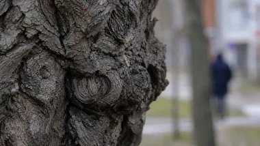 Sosna z Falenicy wygrała plebiscyt. To Warszawskie Drzewo Roku