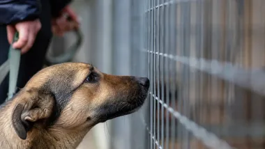 Adoptuj Warszawiaka w Parku Praskim. Psy i bezpłatne czipowanie