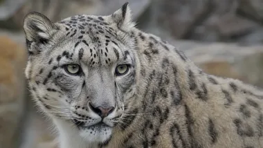 Trzy irbisy śnieżne urodziły się w Warszawskim ZOO. Na wybieg wyjdą później