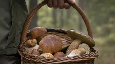 Grzyby jadalne i trujące. W Lesie Młociny nauczą je rozpoznawać