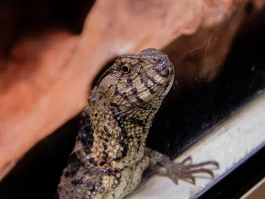 Poniedziałek z gadami. Spotkanie w Herpetarium już wkrótce