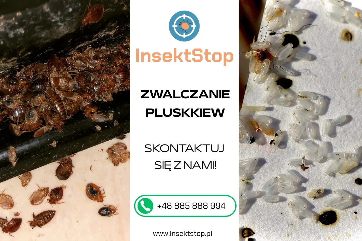 insektstop.pl dezynsekcja