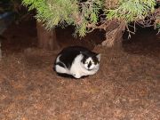 Dziki, czarno-biały kot, siedzący pod krzakiem w ogrodzie.