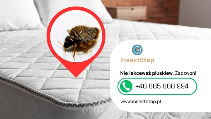1-pluskwy-w-hotelu-kontakt-do-firmy-insektstop-20250905110312.webp