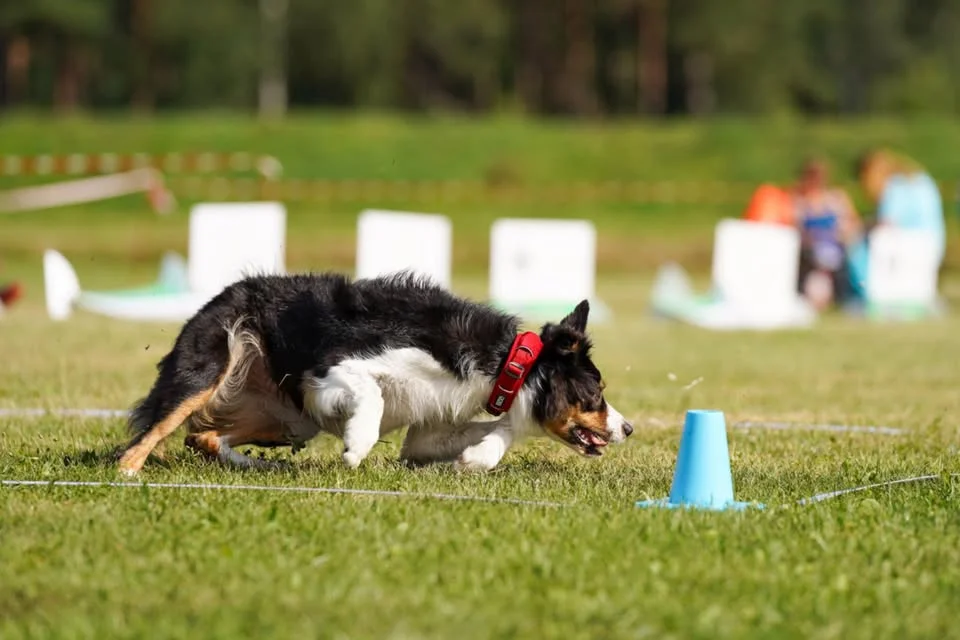 Obrazek przedstawia grafikę promocyjną wydarzenia Seminarium obedience z Moniką Kowalską w Warszawie