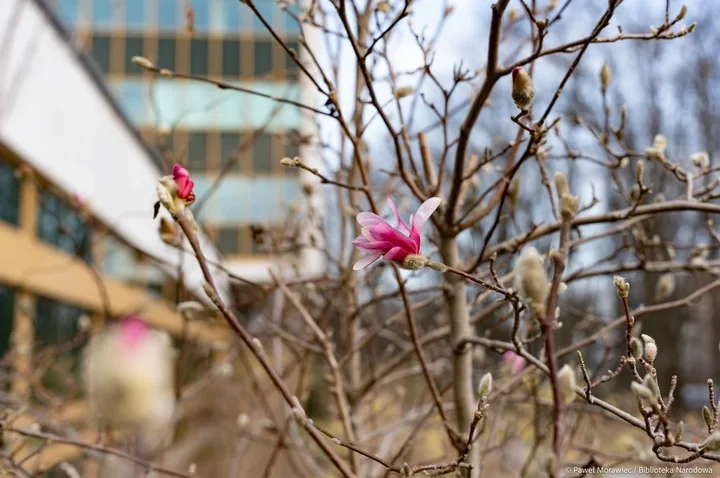 Warszawskie magnolie w Bibliotece Narodowej - wiosenny azyl przy Pole Mokotowskie