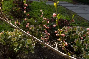 W Bibliotece Narodowej zakwitła wiosna - i widać ją z tarasów