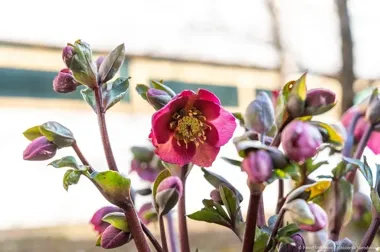 Wiosna w Bibliotece Narodowej - ogród kusi krokusami, a w czytelniach czeka wystawa