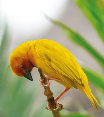 Afryka Wschodnia w kadrach Małolepszych - ptaki, goryle i busz