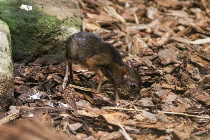 Kanczyl kontra irbisica – kto zdobędzie tytuł Zwierzaka Miesiąca w zoo?