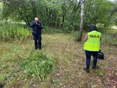 35 krzaków konopi zabezpieczonych w Otwocku. Miały trafić do szkół