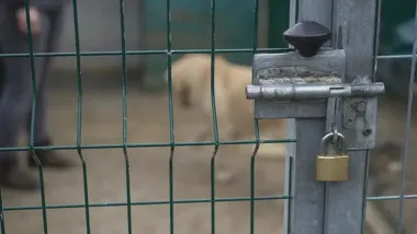 Podejrzany o kradzież psa ze schroniska w Warszawie zatrzymany