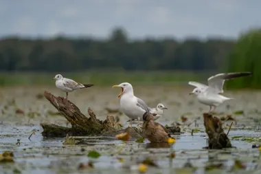 Mewy, w tym jedna z otwartym dziobem, przebywają na pniach w wodzie w zarośniętym, podmokłym terenie.