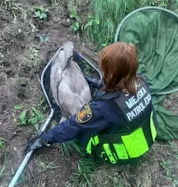 Dwa ranne łabędzie w Warszawie. Jeden potrącony, drugi uderzył w budynek