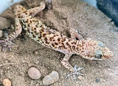 Gekon w walizce po wakacjach nad Gardą. Interweniował Ekopatrol