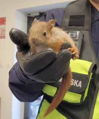 W trzy godziny strażnicy uratowali sześć wiewiórek przed wichurą