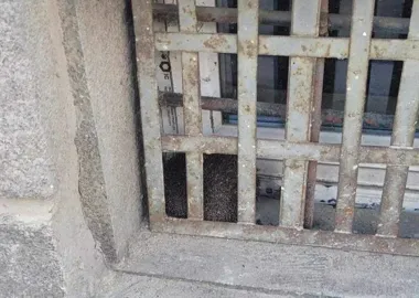 Jeż utknął za kratami szkolnego okienka - potrzebny był sprzęt strażaków