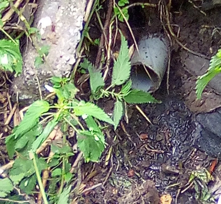 Nielegalna rura w Wawrze prowadziła prosto z posesji do rowu melioracyjnego