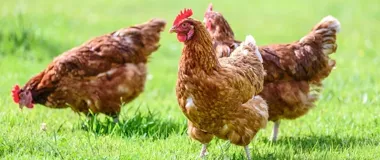 Nowe strefy ograniczeń po kolejnych ogniskach grypy ptaków na Mazowszu