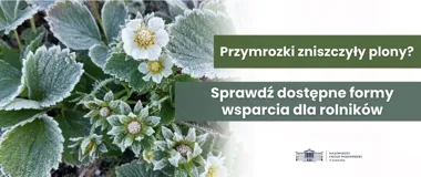 Przymrozki uderzyły w sady Mazowsza. Pomoc rusza po protokołach