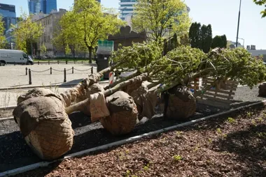 Aleja Solidarności zyskuje zieleń. Drzewa są już na placu budowy