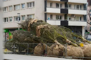 Na Złotej przybędzie 45 drzew – ścisłe centrum Warszawy złapie oddech